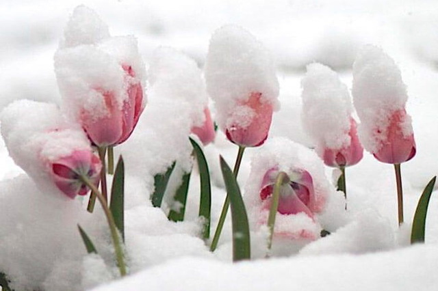 � ������ ����� �� 4 �������� ������� ����� ��������