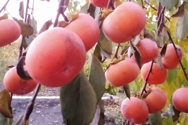 На Днепропетровщине собирают урожай хурмы