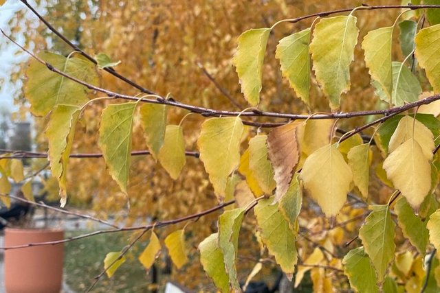 Осіннє листя. Суспільне Дніпро Невеликі дощі, тумани, до 14° тепла. Яку погоду прогнозують на Дніпропетровщині 4-8 листопада