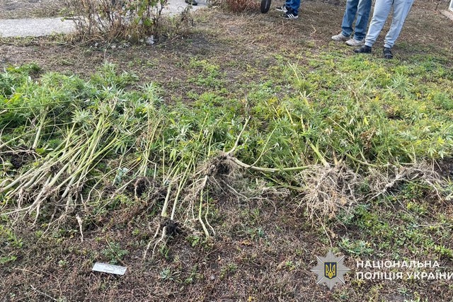 На Дніпропетровщині чоловіку, який вирощував та зберігав рослини конопель, повідомлено про підозру
