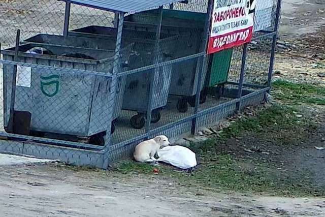 Щенка в пакете нашли на мусорке в Днепре: счастливая история спасения
