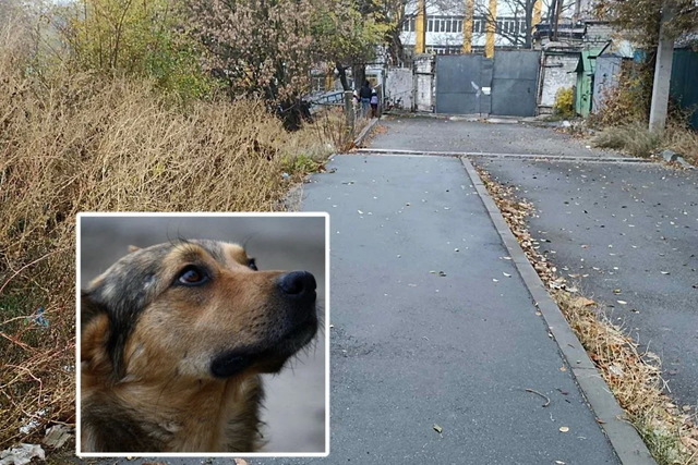 У Дніпрі на проспекті Поля з’явилися догхантери: під загрозою домашні улюбленці