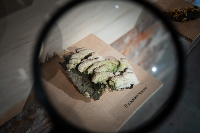 В центре Днепра появился дикий лес