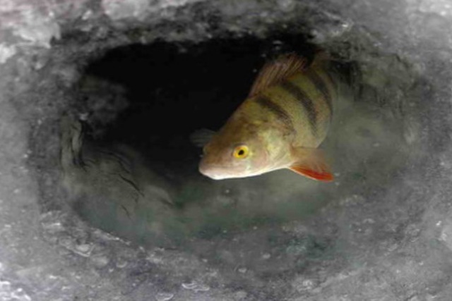 В области запретили вылов рыбы на зимовальных ямах