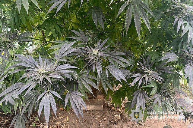 На Днепропетровщине 62-летняя женщина занималась выращиванием конопли и хранением наркотических веществ