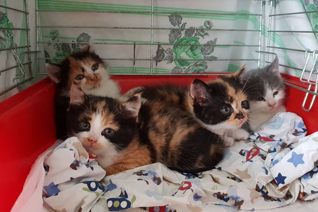 У дніпровському притулку «Вірність» понад 50 евакуйованих котиків чекають на «свою людину»!