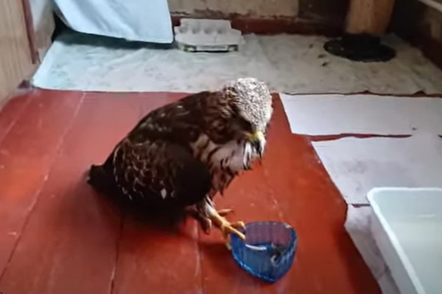 В Днепре спасают еще одну редкую птицу