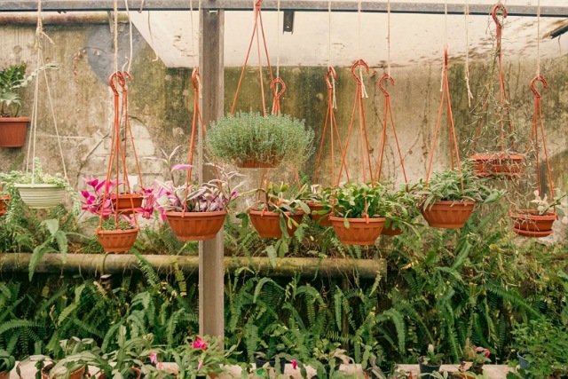 У Дніпрі на вихідних працюватиме ботсад: що заплановано