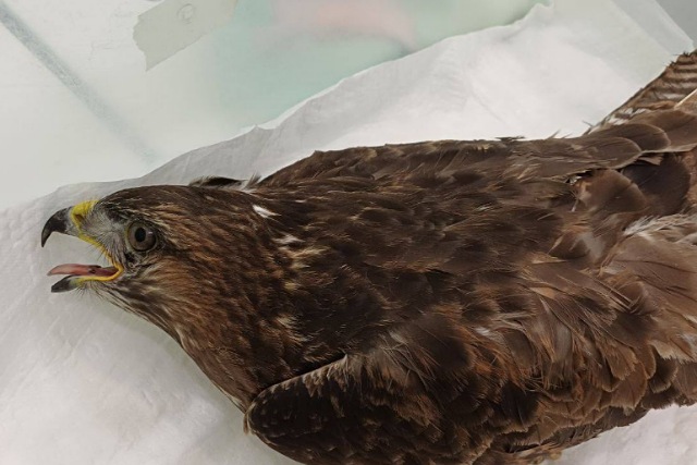 Її збили військові, але рятують волонтери