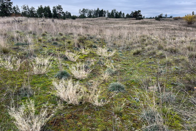В Орельском заповеднике поселился искусственный интеллект
