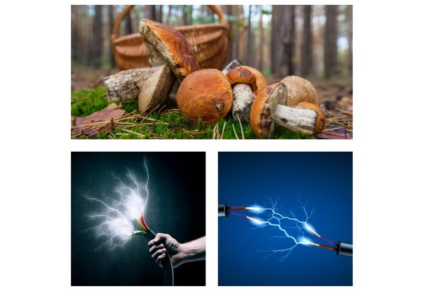 На Дніпропетровщині двох людей вдарило струмом під час збору грибів