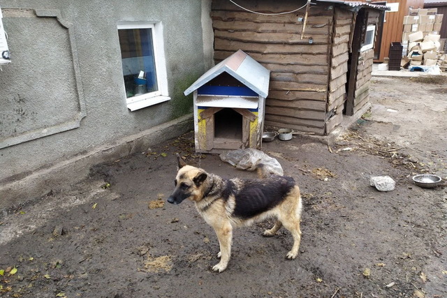 Днепровские энергетики помогают несчастным животным