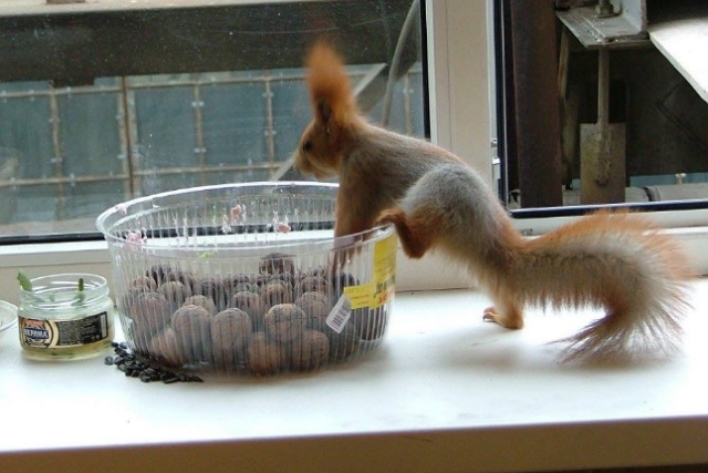 Днепрянка рассказала об удивительно запасливом бельчонке