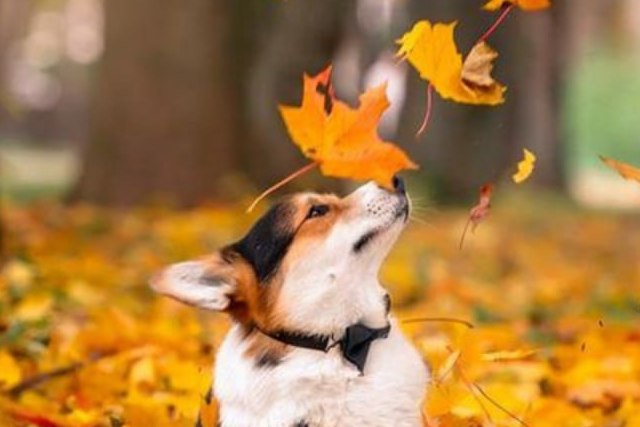 В суботу на Дніпропетровщині очікується мінлива хмарність, без істотних опадів