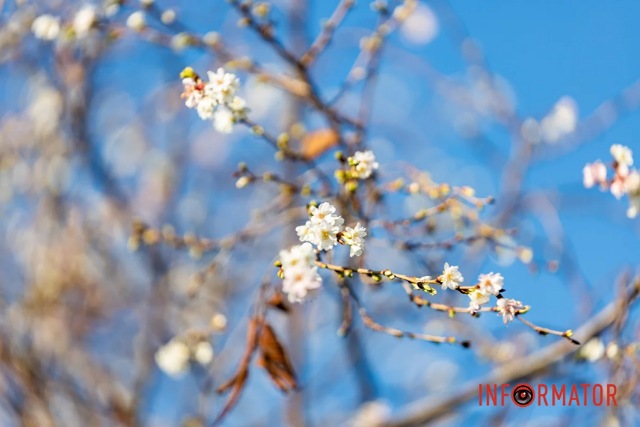 У Дніпрі на Набережній Перемоги у листопаді розквітли дерева сакур