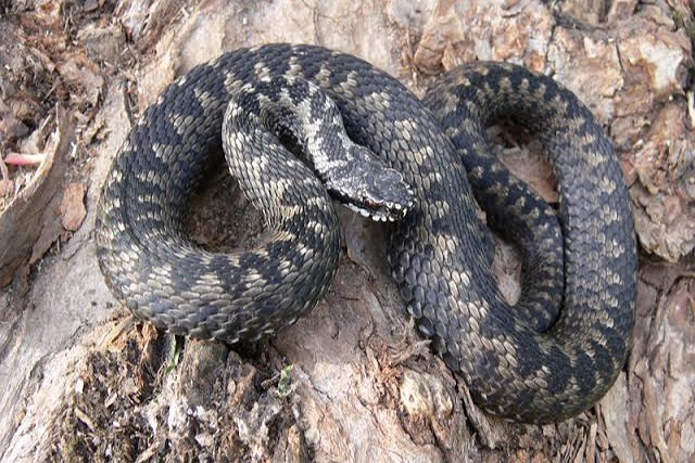 У теплий листопад на Дніпропетровщині активні гадюки