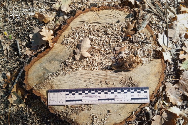 Более 1 млн грн убытков окружающей среде: прокуратура Днепропетровщины требует возмещения убытков за незаконную вырубку леса