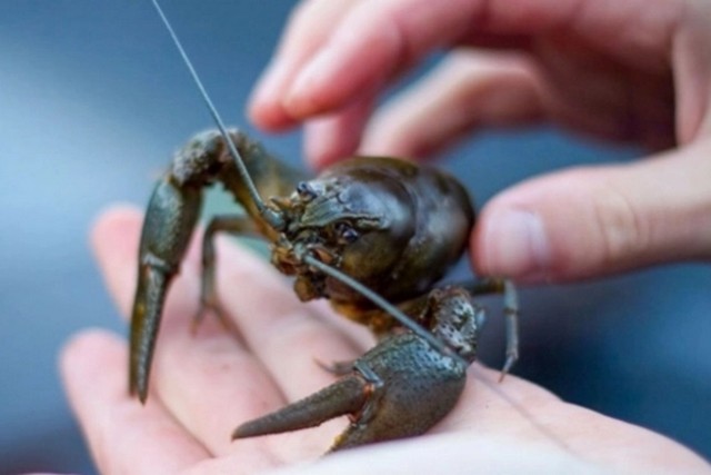 ілюстративне фото з відкритих джерел На Дніпропетровщині діятиме заборона на вилов раків: на який термін