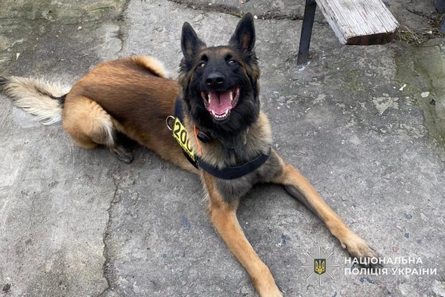 Бельгийская овчарка «Жах» помогла полицейским разыскать пропавших близнецов из Каменского