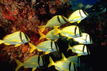 �� ��� ������� ������� ��������� �����-��������� �7 �������� � ��������� ������� ������� 