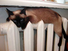 ��� ���� ���������������� �������� ����� 