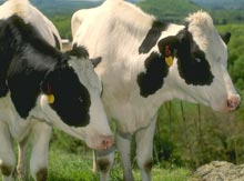 ����� ��������������