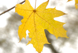 ��������, �������� ������� � ������� ������ ��� ������ ��������