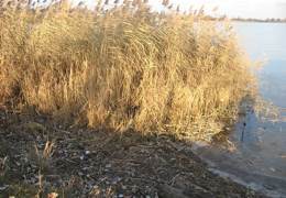 � ������ ���� �������� ����������� ��������