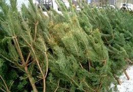 � ���������������� ��������� 15 ������� �������