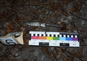 ������������������ 17-������� ������ �������� ���������