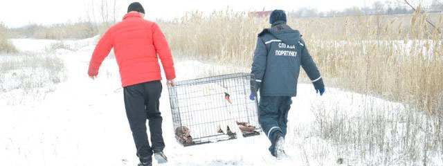 У Дніпрі фахівці Служби порятунку «101» врятували лебедя з крижаної пастки