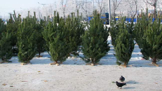 В Каменском откроются елочные ярмарки