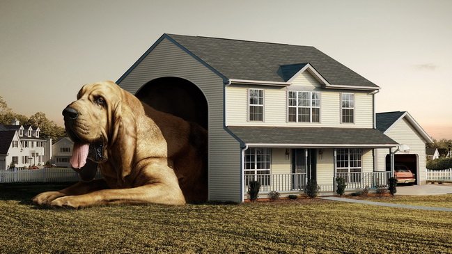 Собачьему приюту в Каменском – быть