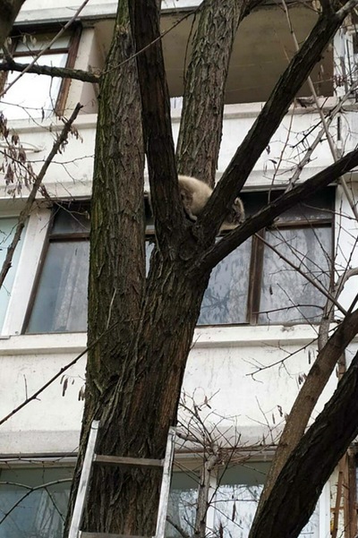 � ������ ����� ���� ����� �������� �� ������ - ������������� ������ ��������