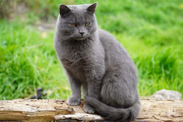 Арестовича призвали в Днепровскую бригаду «Дикое поле»