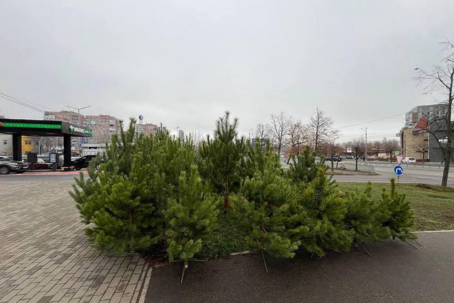 Фото – «Наше місто» В Днепре уже открылись первые елочные базары