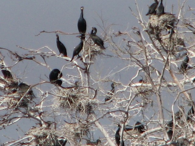 В Орельском заповеднике показали, кто виноват в нарушении баланса нашей природы