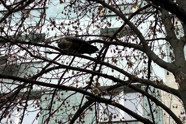 Самиця павича втекла під час транпортування та майже тиждень живе на дереві у середмісті Дніпра. Суспільне Дніпро «Убежала во время транспортировки». В центре Днепра самка павлина почти неделю сидит на дереве