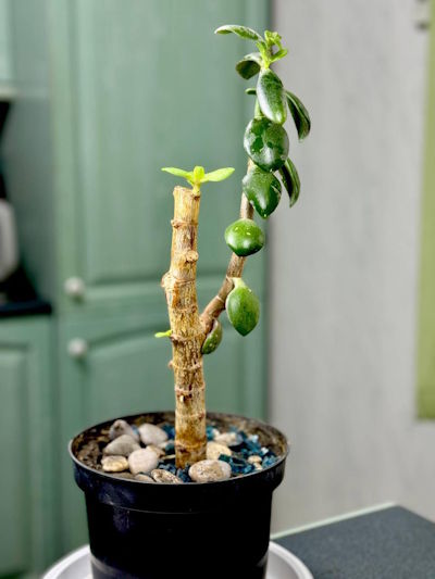 � ����� ������� ��������, �������� � ���� �������� �������