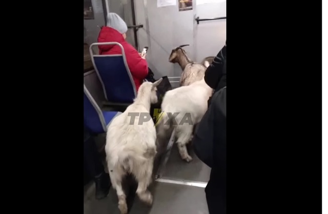 В днепровском трамвае «зайцами» каталось стадо коз