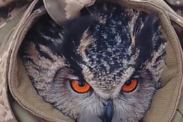 Птах, якого врятували військові. Притулок Пегас/Facebook В Днепре лечат травмированного филина, которого спасли военные