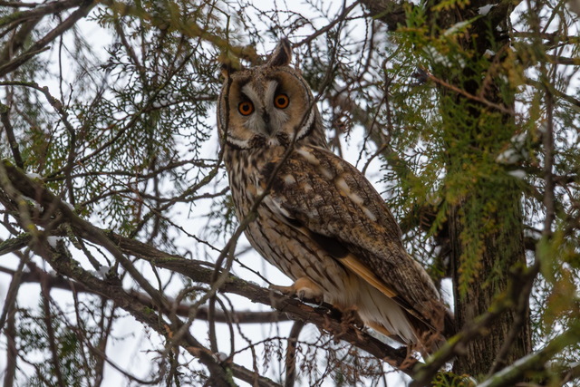 На Днепропетровщине замечают большие колонии ушастых сов
