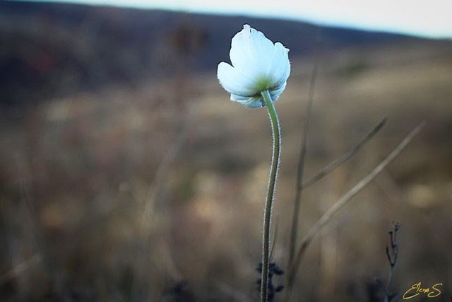 ���������� �� ���� �� ������, �� ���������������� ������� ��������� �������