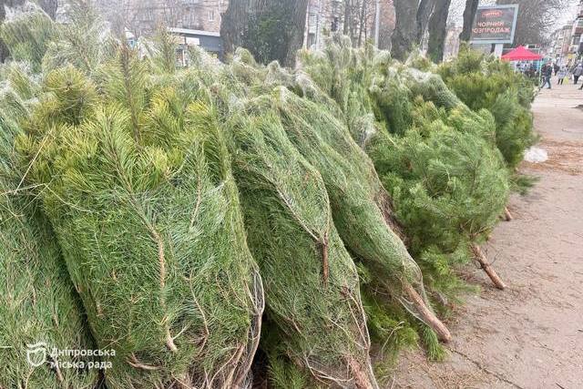 Новый год за любые деньги: что прячется за ценой елок в Днепре