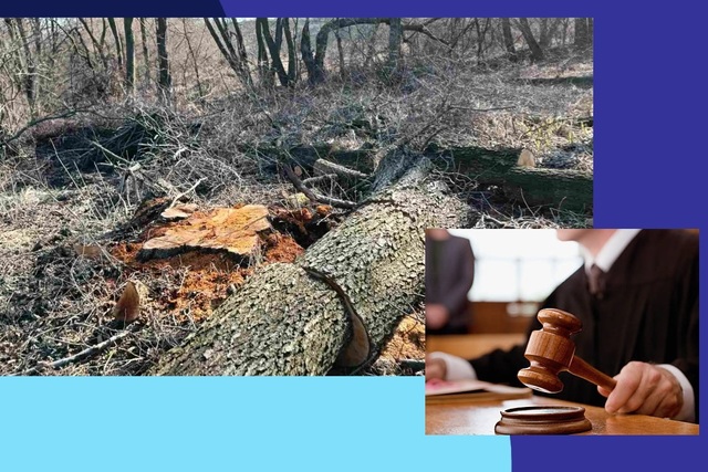 Страшна кара наздогнала «чорних лісорубів» на Дніпропетровщині