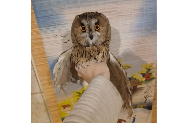 � ������ ������� ������� FPV-���