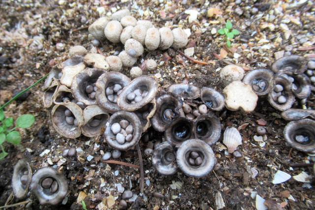 �� ���������������� ���������� ������ ������ ����