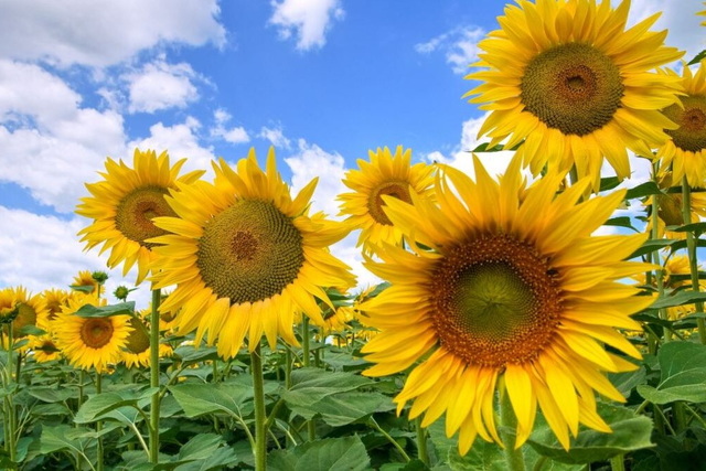 �� ���������������� ������ �� ��������� ������ ��������� ��������: ����� �� ����� ���� ���